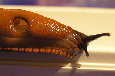 Große Wegschnecke, Arion rufus Atemloch